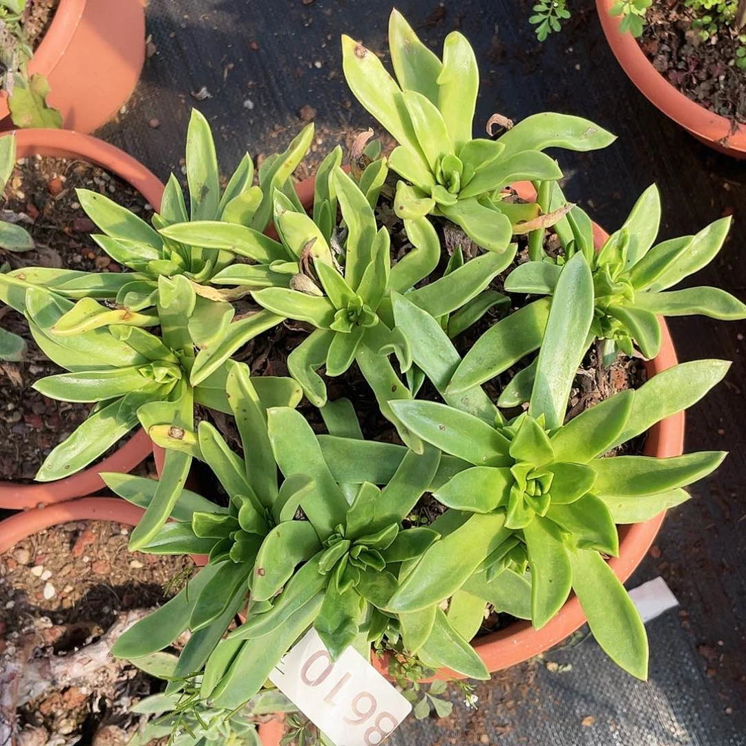 青钢苹果叶老桩8610