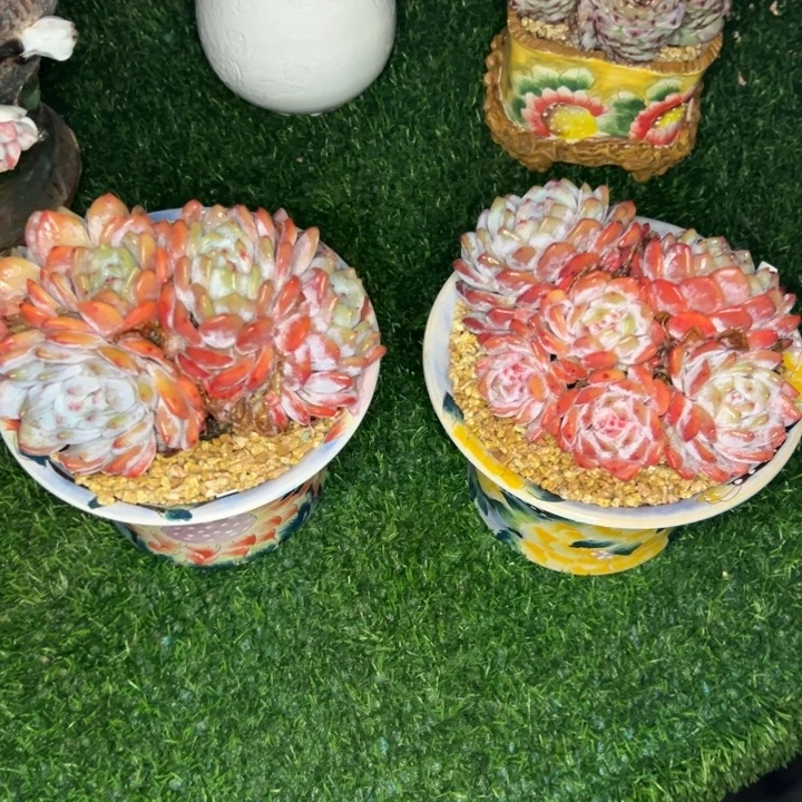 橙子脱土走快递呀