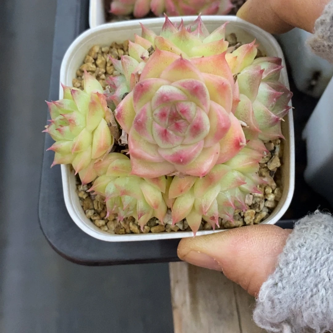 精品多肉一物一拍不包整79