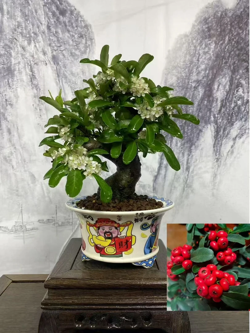 火棘盆景,韩国火棘,开花挂果,白花红果,一物一拍,直播间实物为主