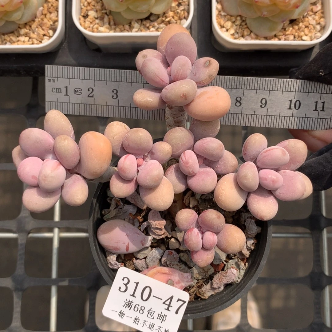 47。桃蛋老桩六头。