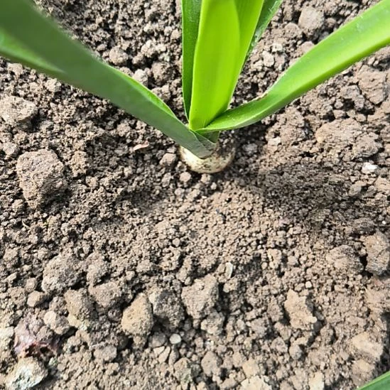 当前无花栽培后可以开花自然球双绿直径3CM