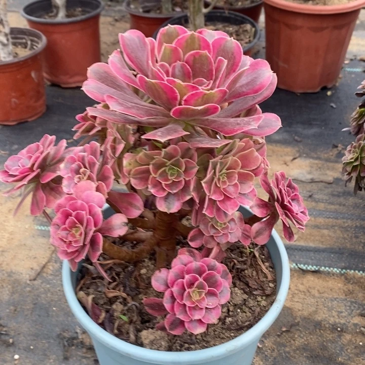 美杜莎多肉植物044