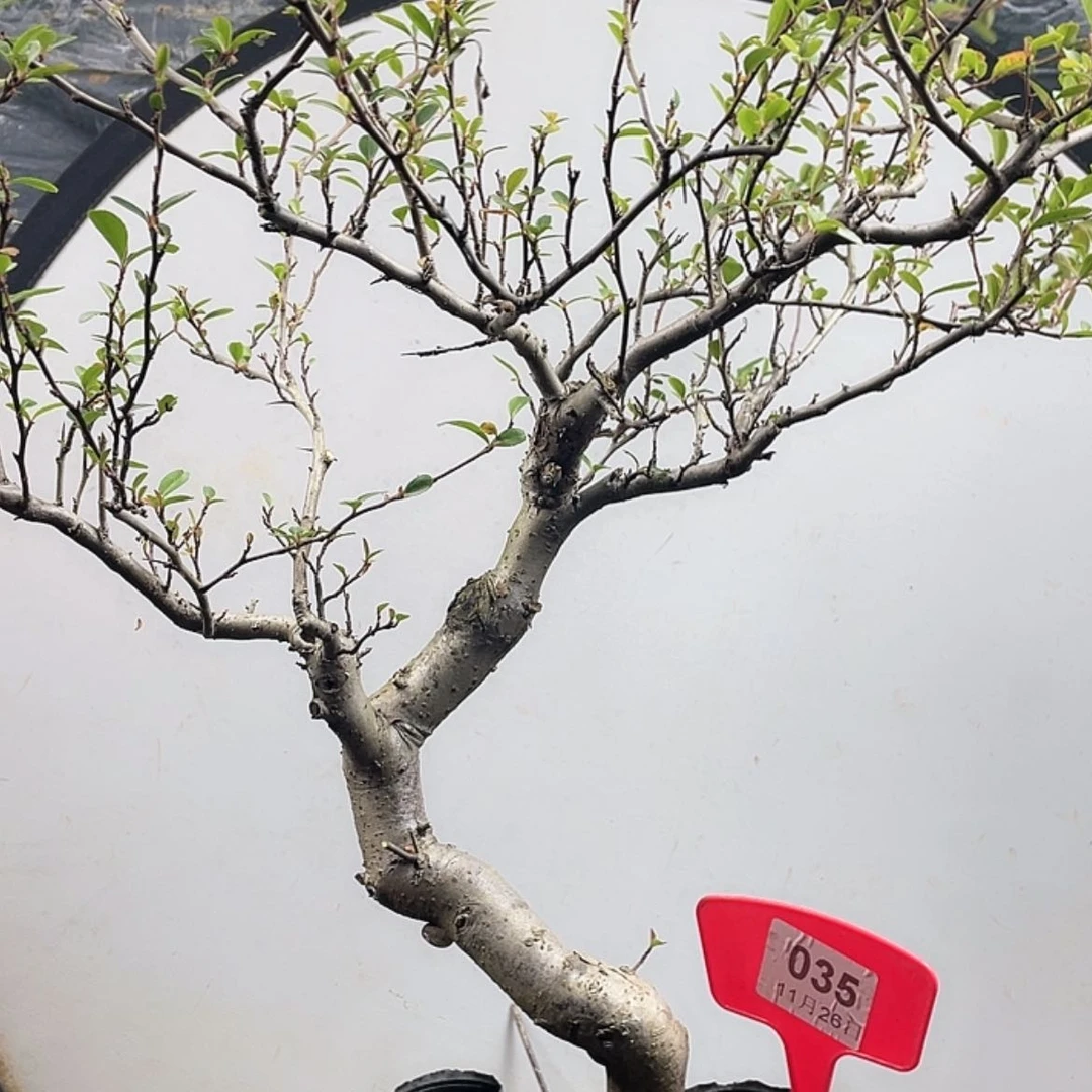 【闪购商品】无花朵035