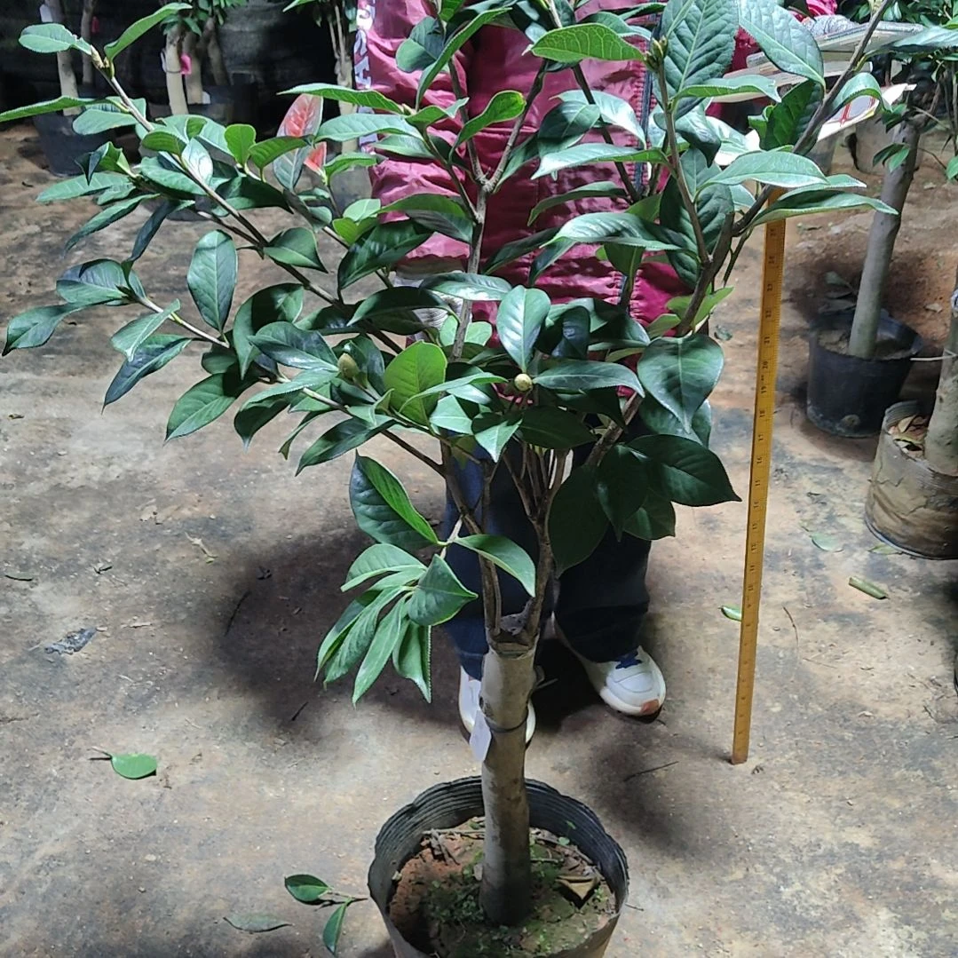 全部花苞楚雄茶花不包邮