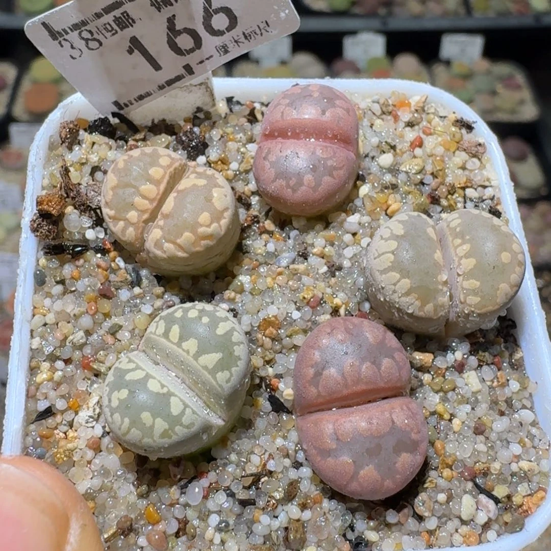 Ssss清货价便宜出166