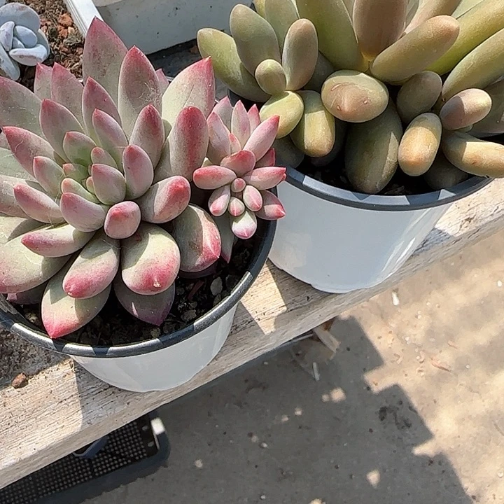 用****4青蛙王子儿童牙膏111