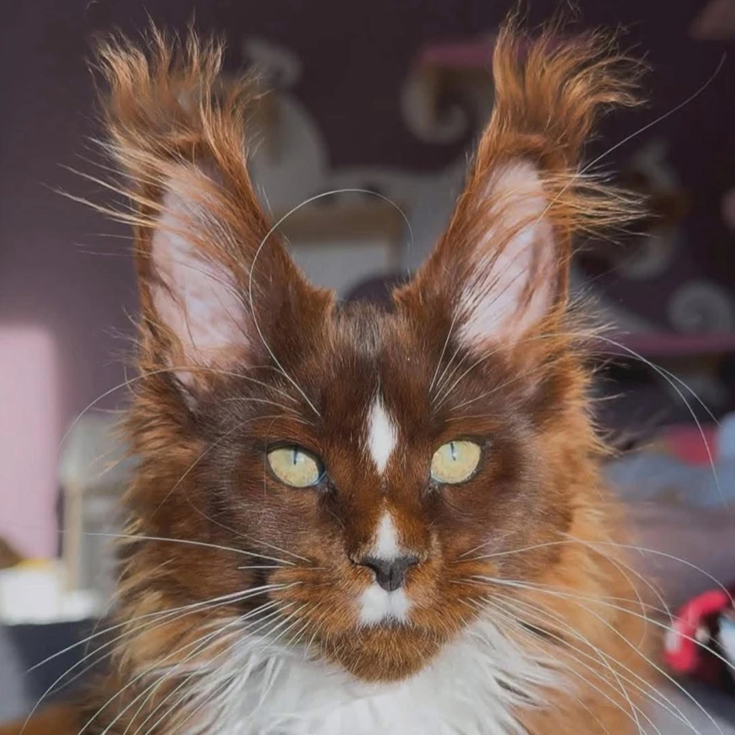 优质宠物级缅因猫活体猫咪