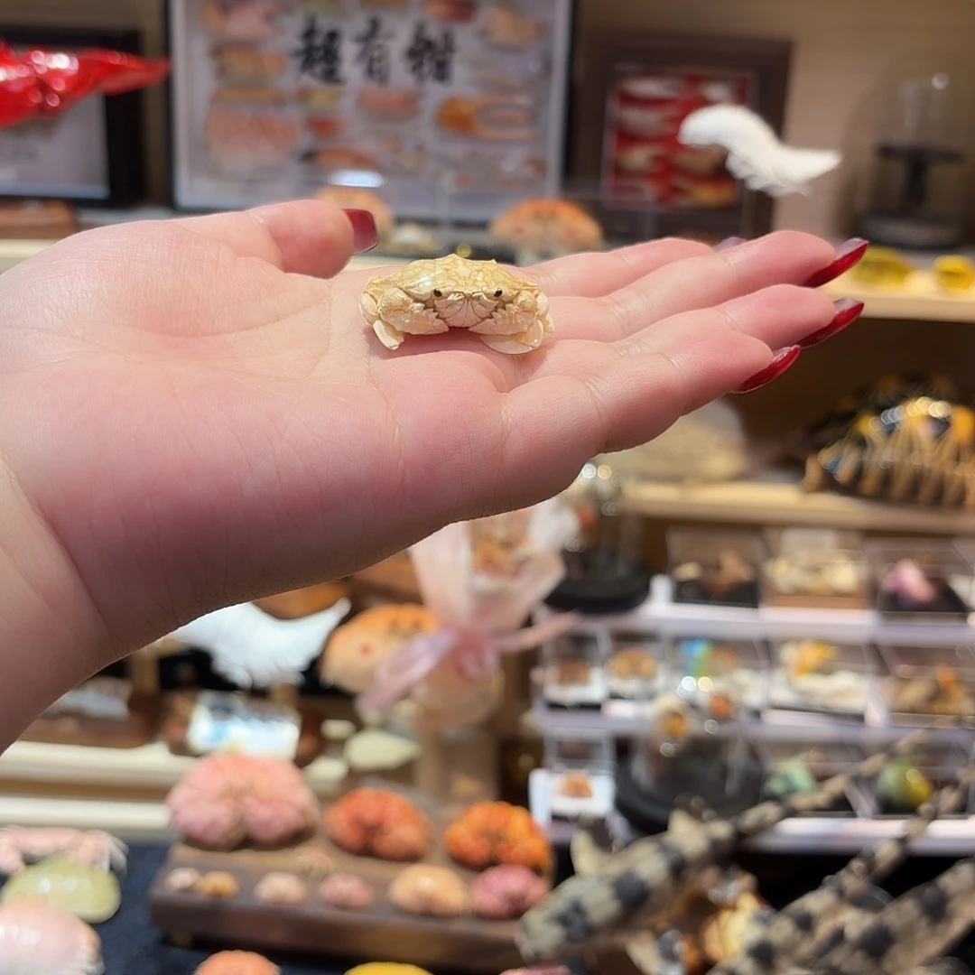 超可爱的小黎明蟹