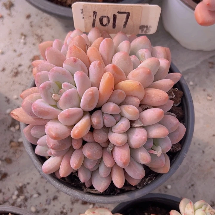 健健康康平平安安