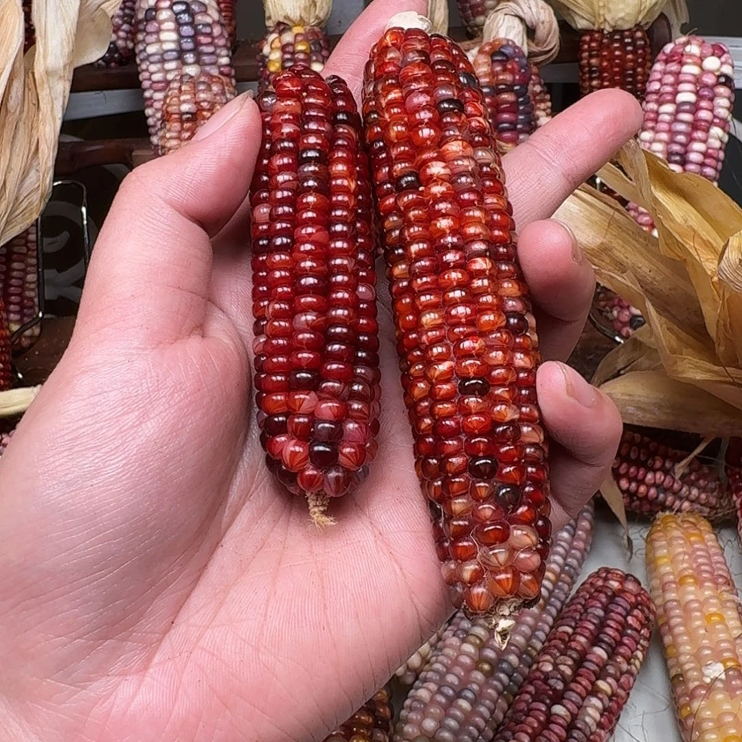 是***呐柏香籽/百香籽吊坠