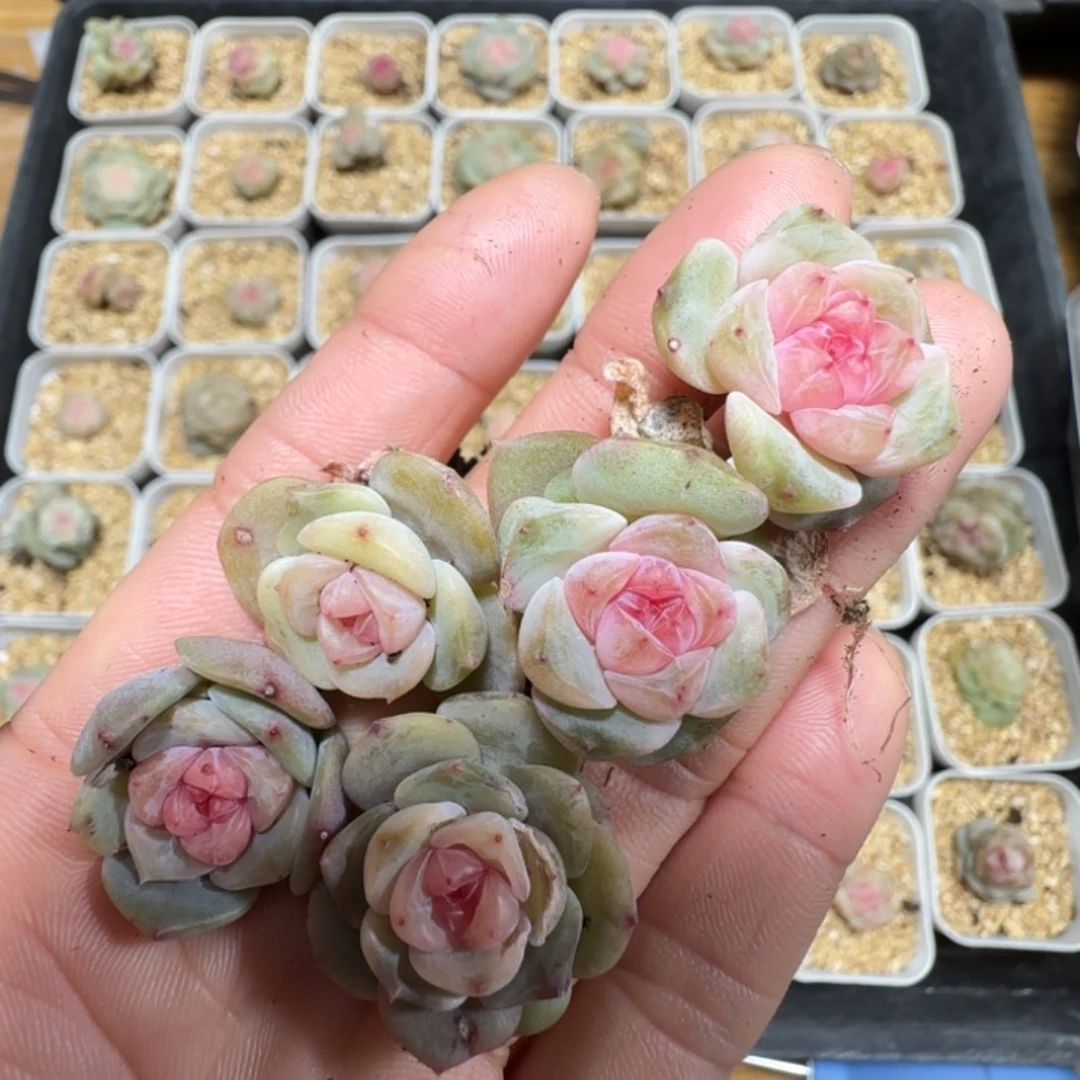 576 王者珍妮一盒