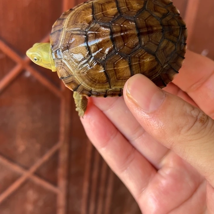 母绿毛龟小青龟26号