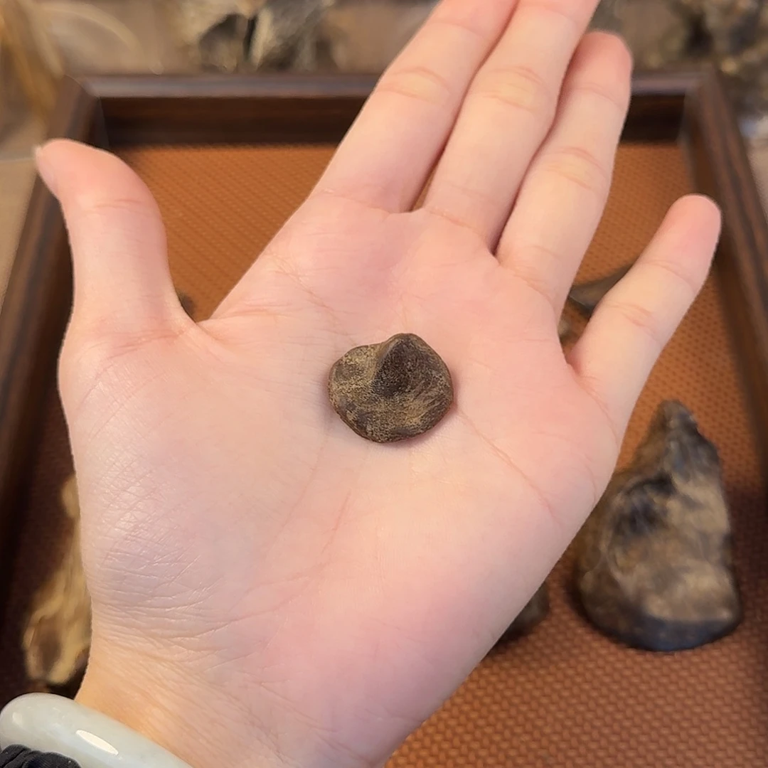 文莱沉水包头多样性发一