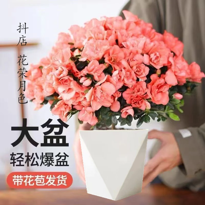【红粉自选】杜鹃花盆栽室内外绿植庭院阳台花卉带花苞好养植物