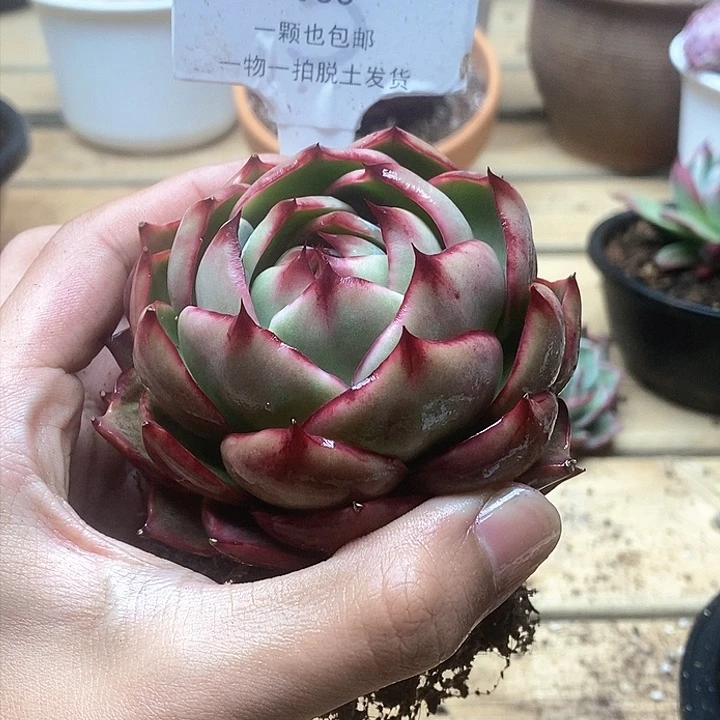 惊鸿仙子一物一拍063