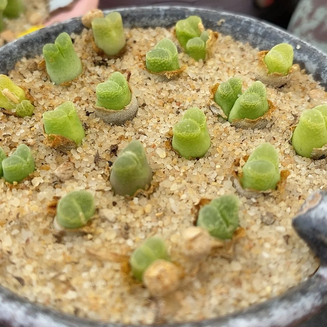 奶瓶风铃10颗一组。