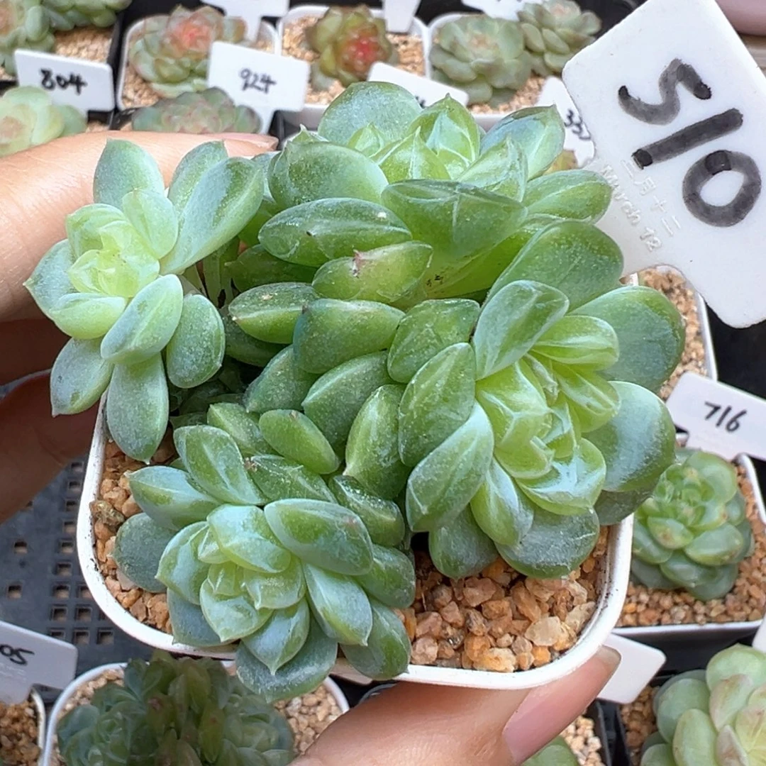 510号泼天富贵4头