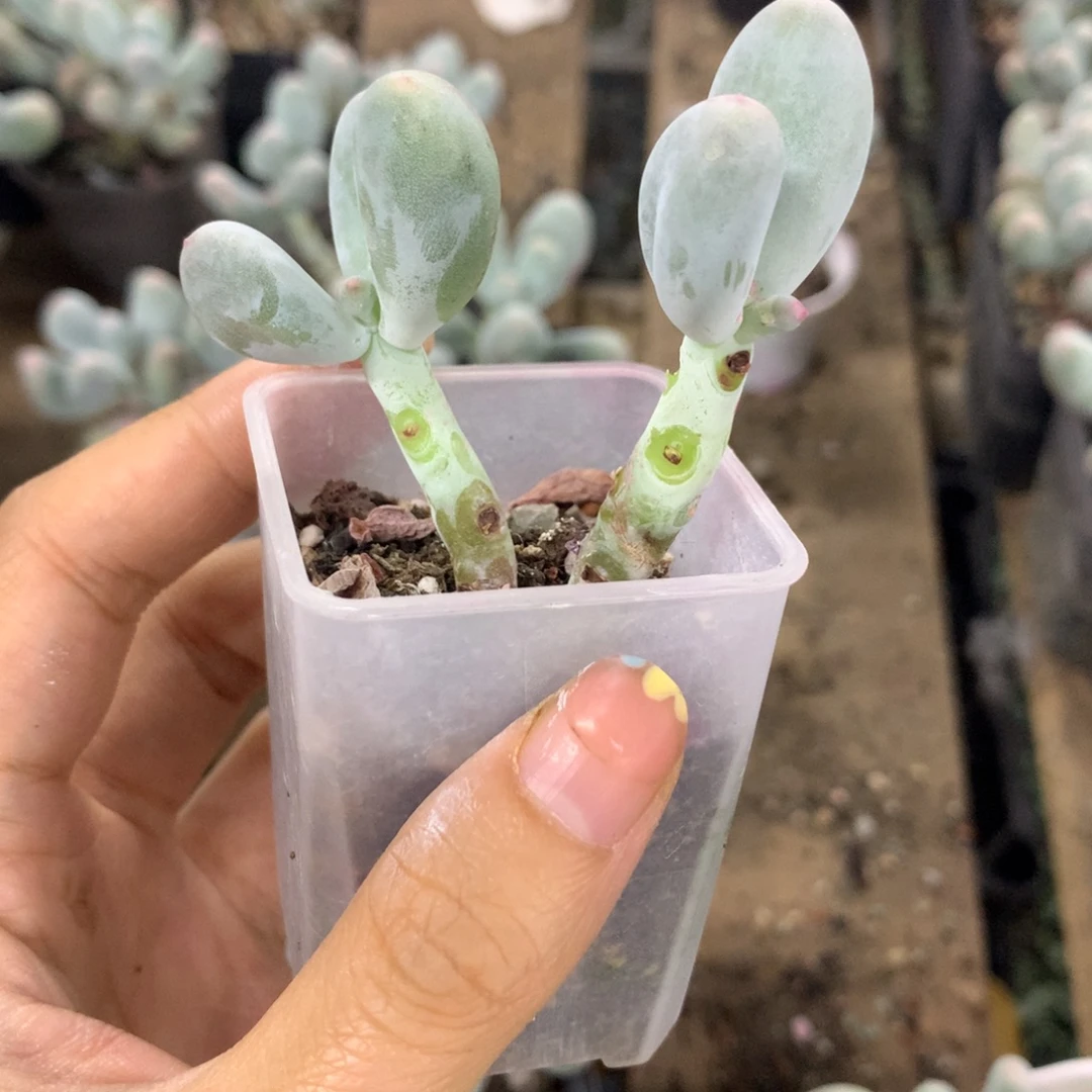 米可奶酪多肉米可奶酪