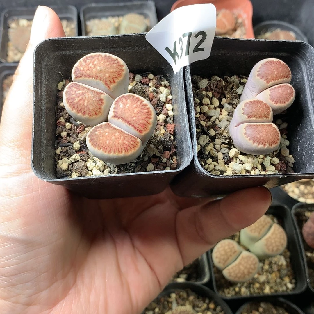 萍*?K372多肉植物保护