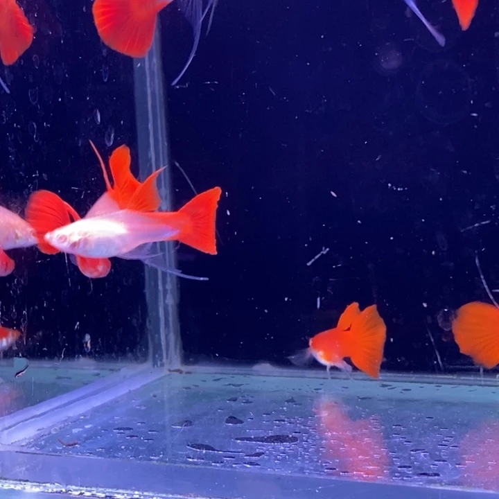 孔雀鱼血红飘c10条