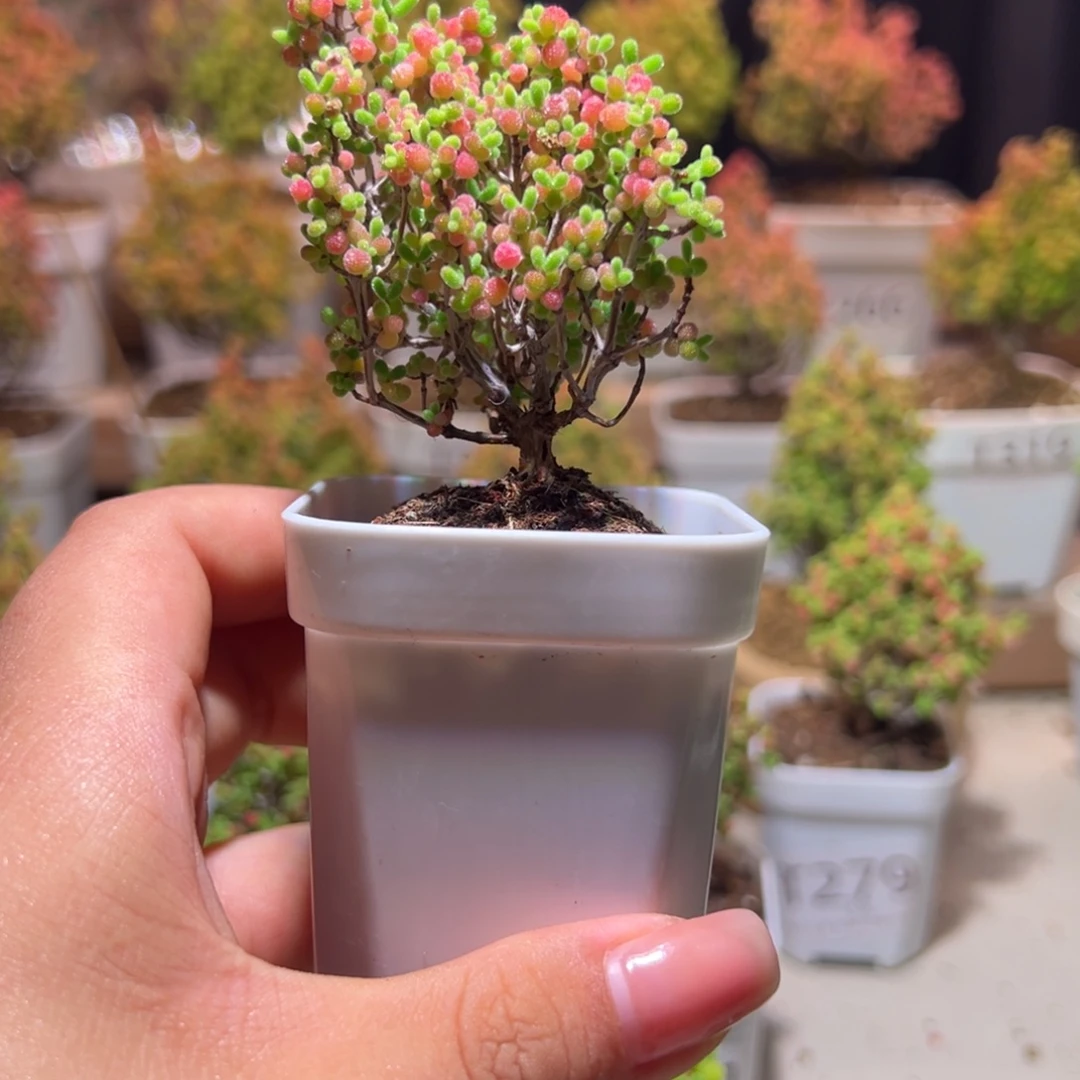 255蜜橘带土发货一物一拍