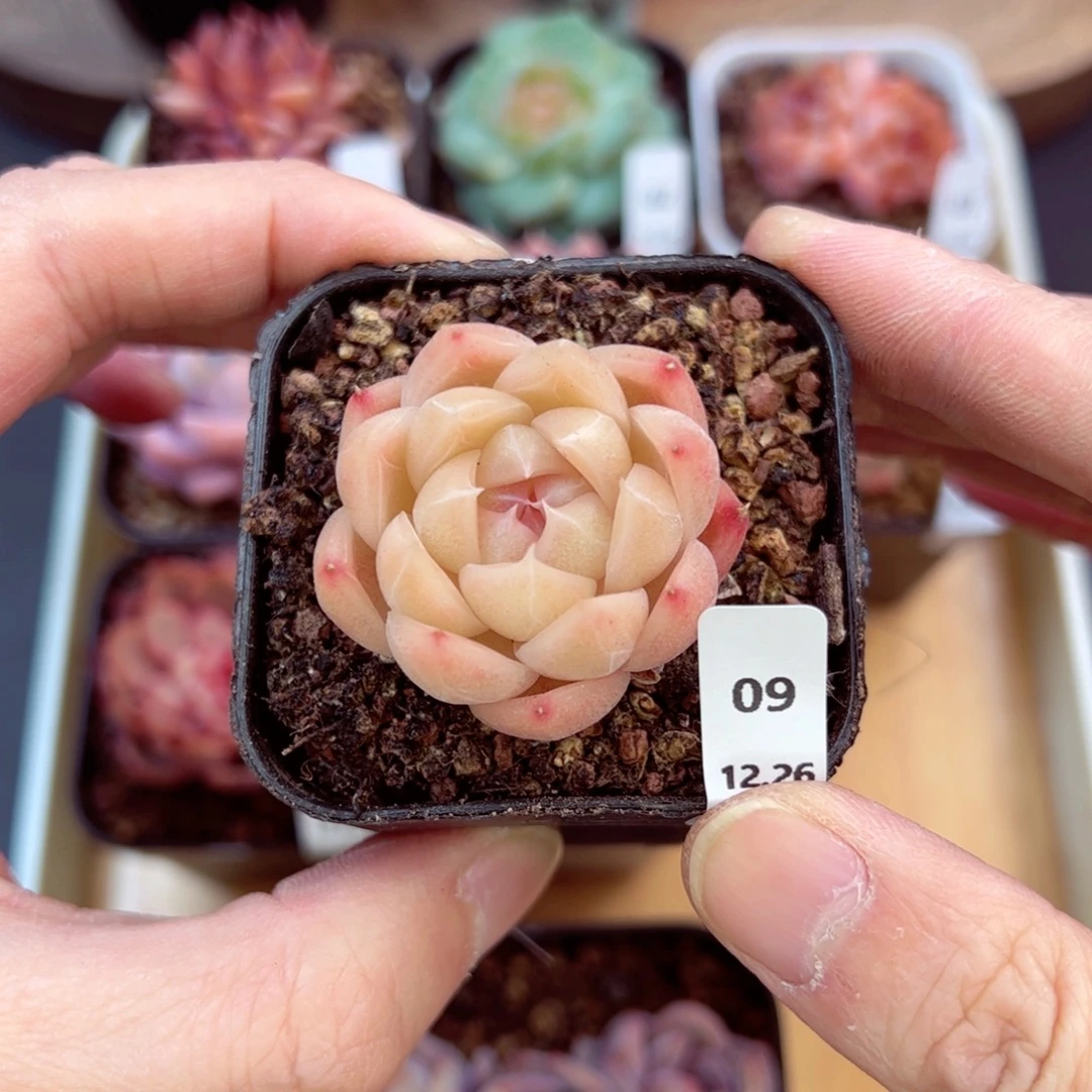 好好看09、哈哈哈哈