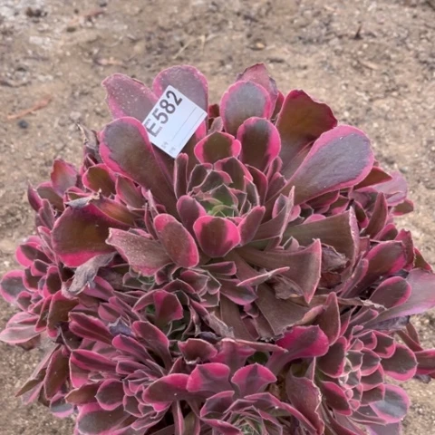 多肉植物皇后捧花