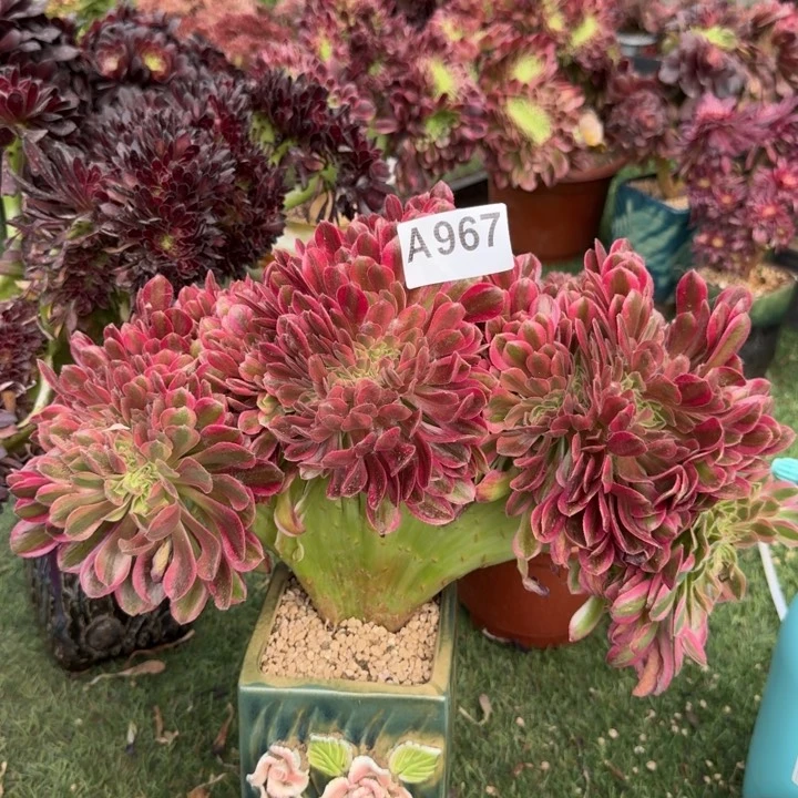 梦幻七彩法师锦缀化967