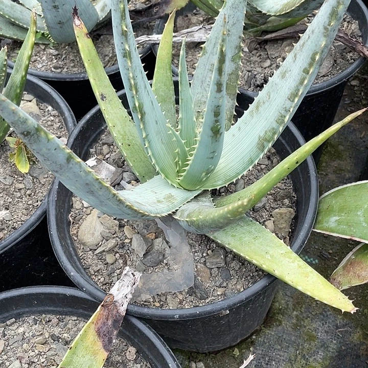 无花朵海莱芦荟356778