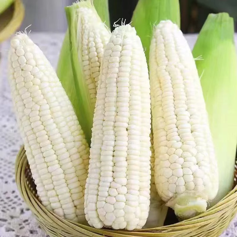 【顺丰包邮】新鲜现摘玉米嫩甜黄金银玉米