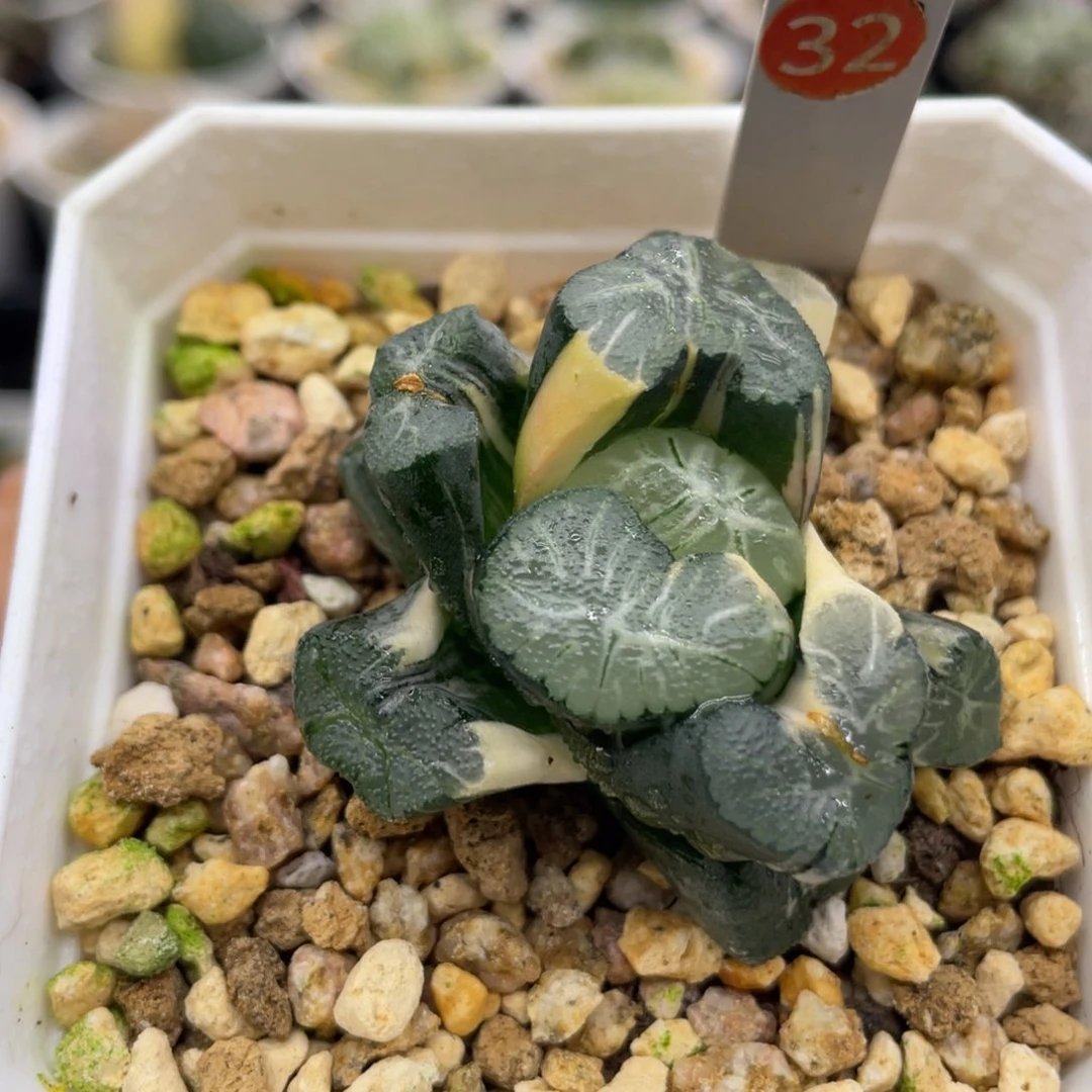 32 花菱变异锦1111111