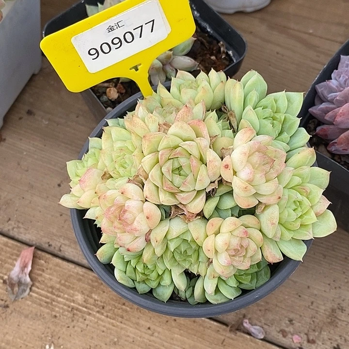 似****她金汇精品多肉0909077女王玫瑰