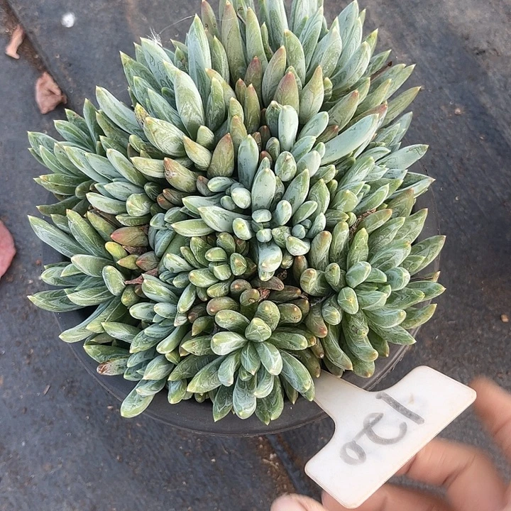 晨语多肉，一物一拍炫彩星120