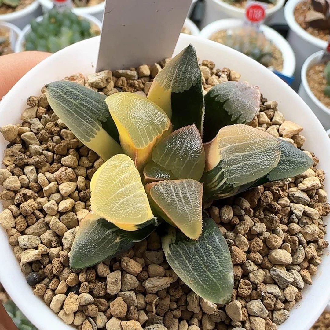 98号糊斑和田玉克锦一物一拍带盆土