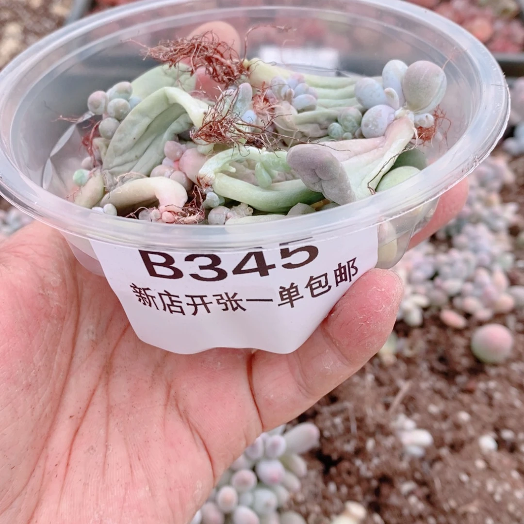 多肉植物精品切糕B345