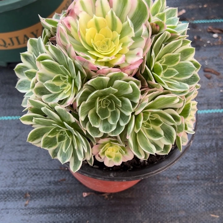 海鲜多肉植物花花花