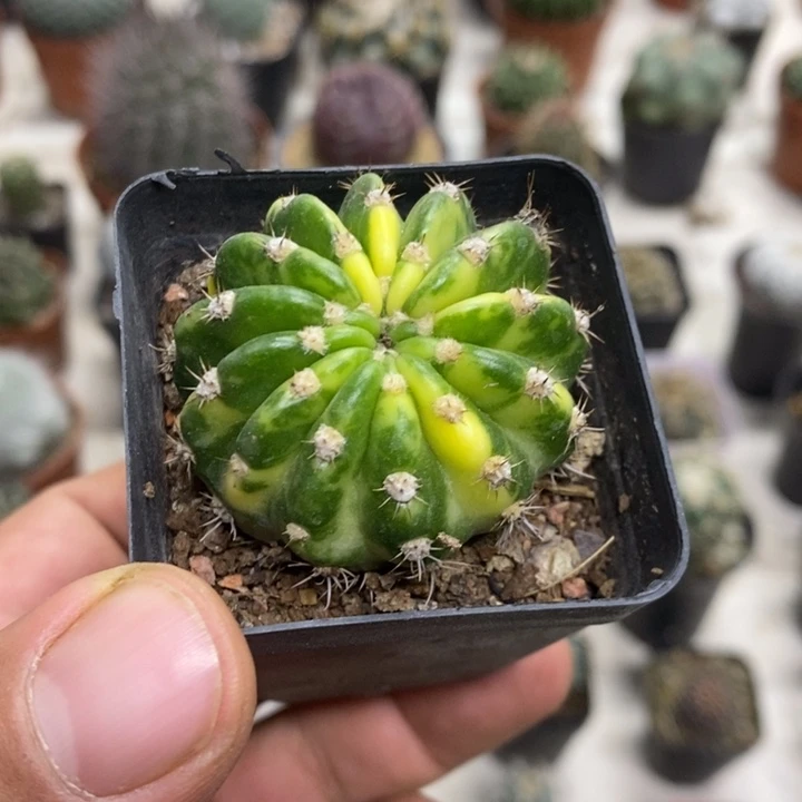 大豪丸锦特价福利