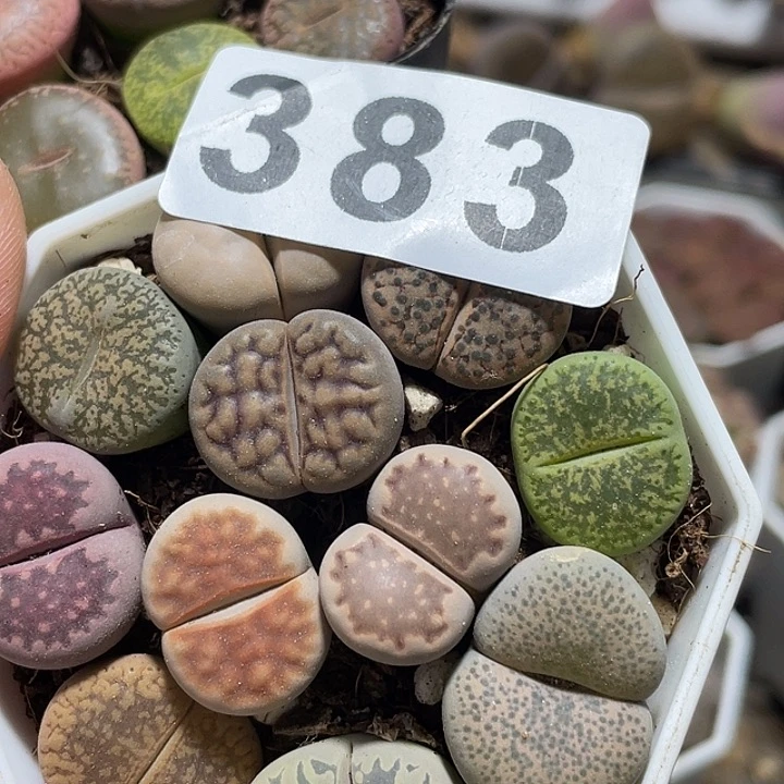 大部分花苞少量开放宏*生石花383