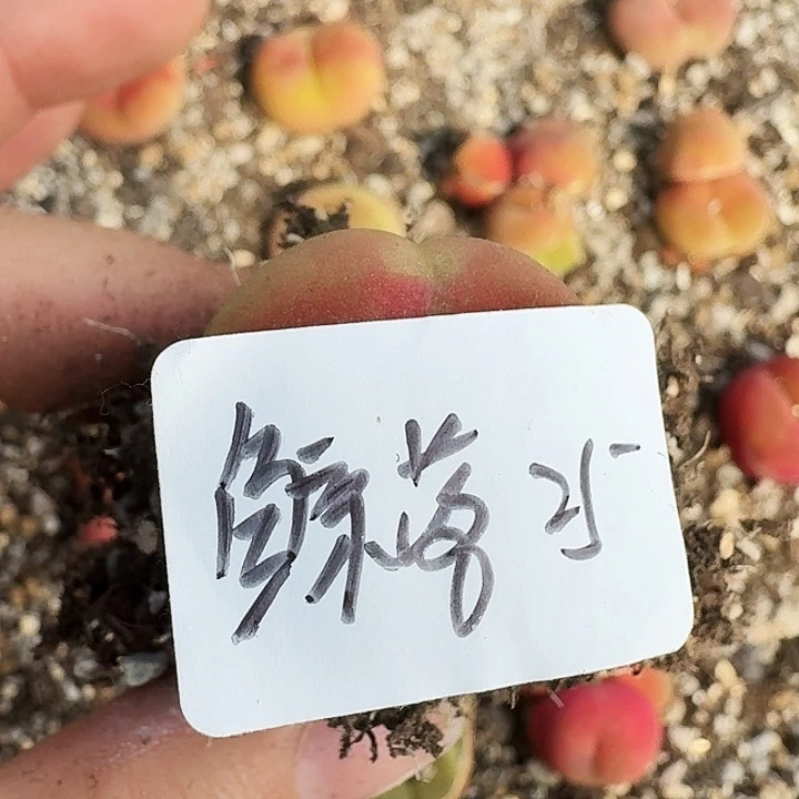 鲸*?多肉植物满20包邮