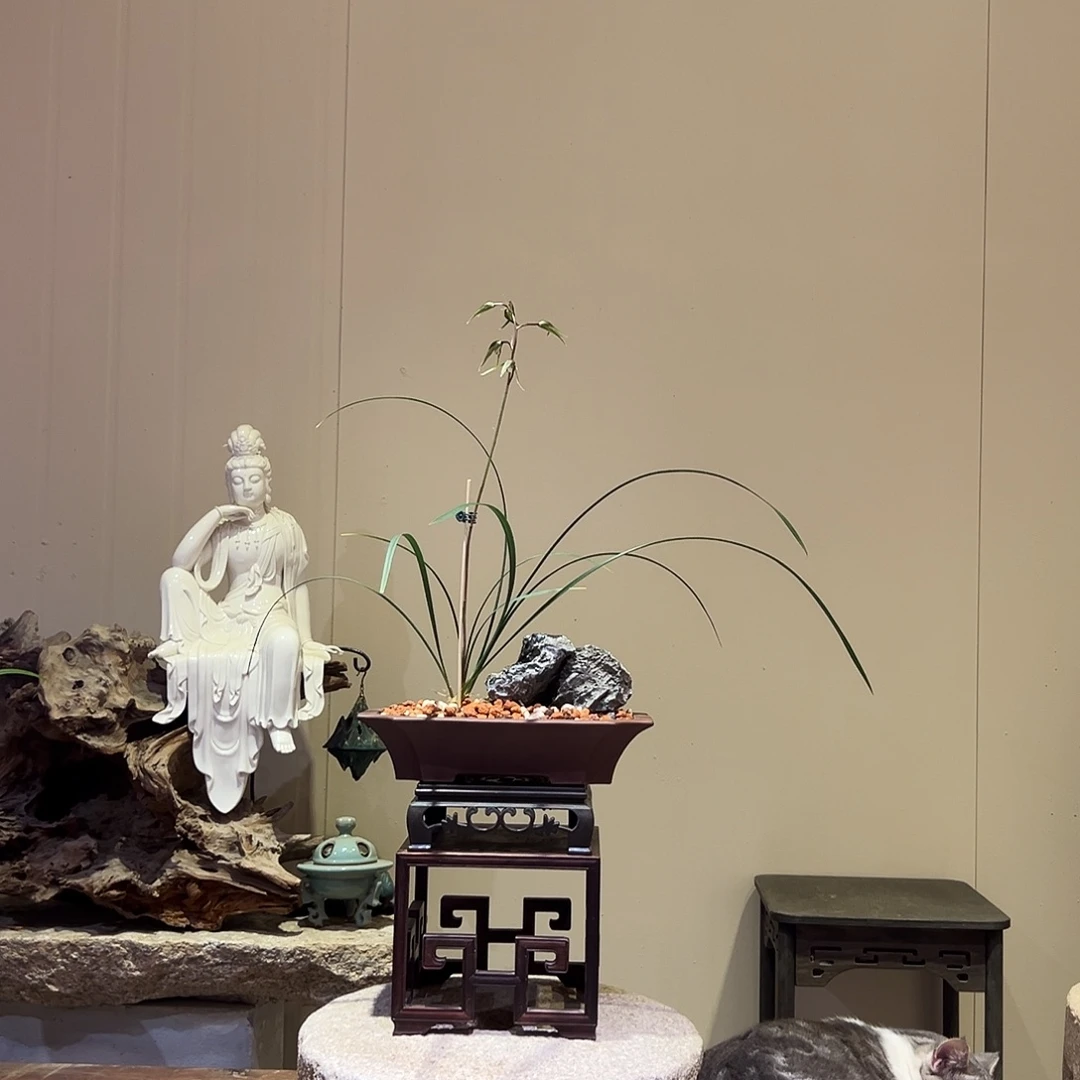 大部分花苞少量开放细叶寒兰