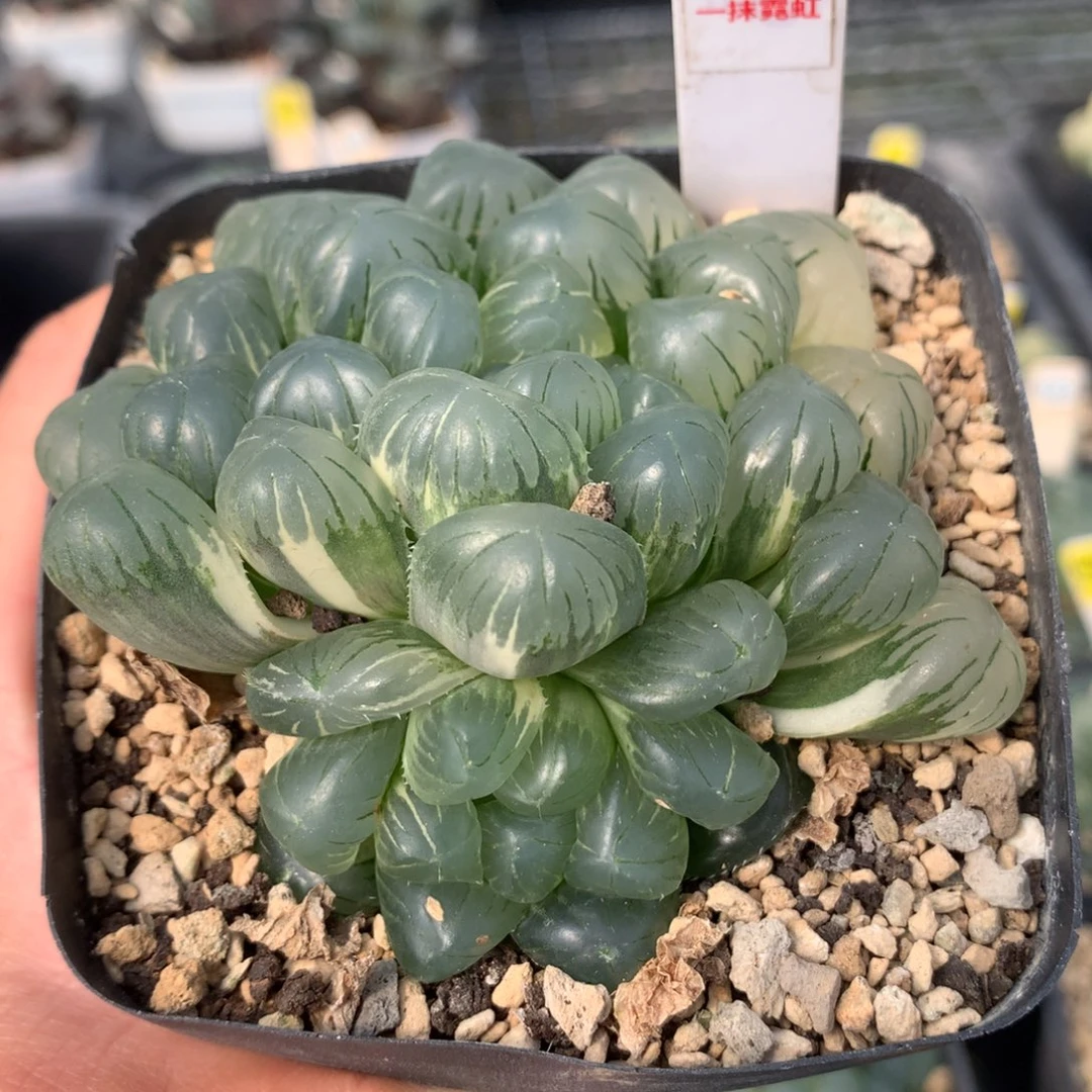 418实生玉露多肉植物