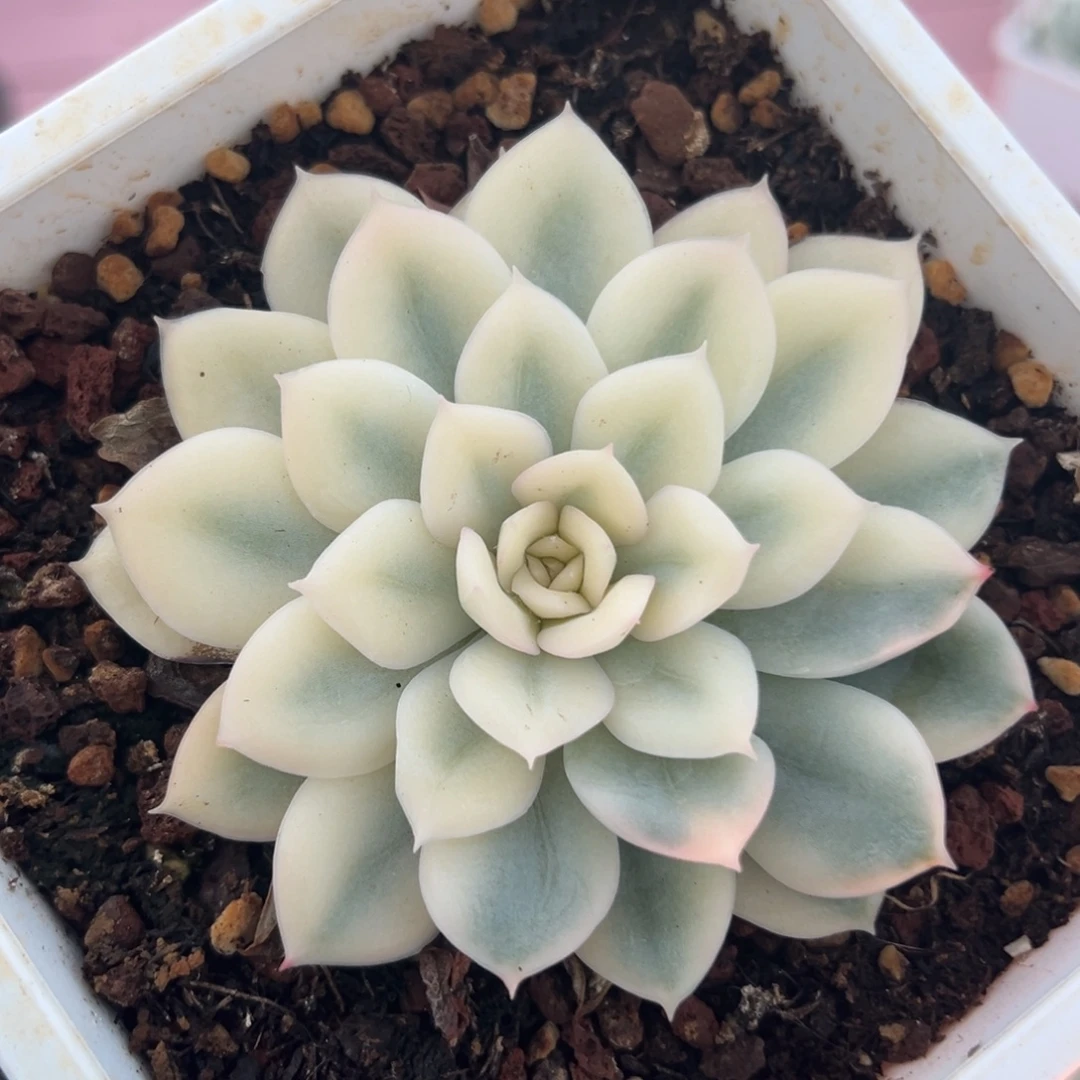 月亮仙子锦，宽覆轮锦