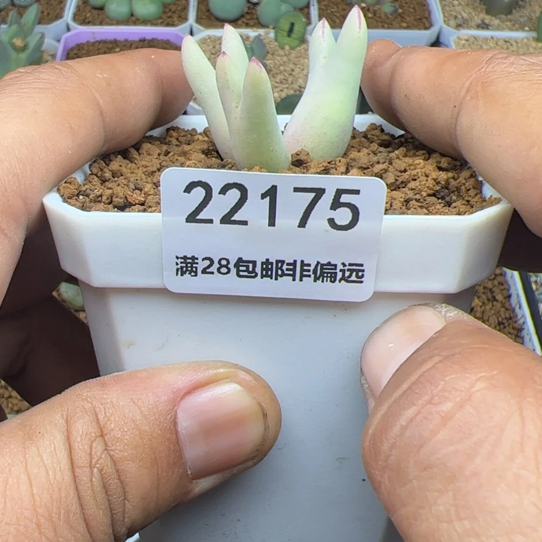 心**ღ大家过年好22175