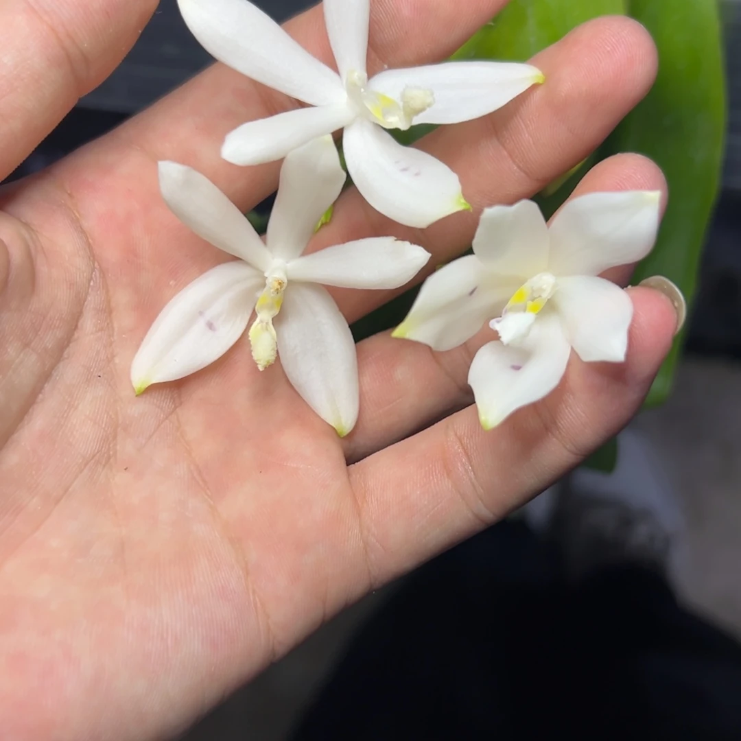 完全开放l288盾花