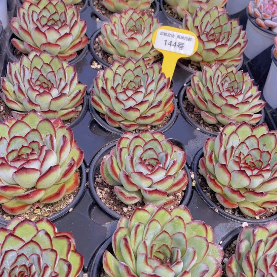 144号 肉酱玫瑰大单头一个