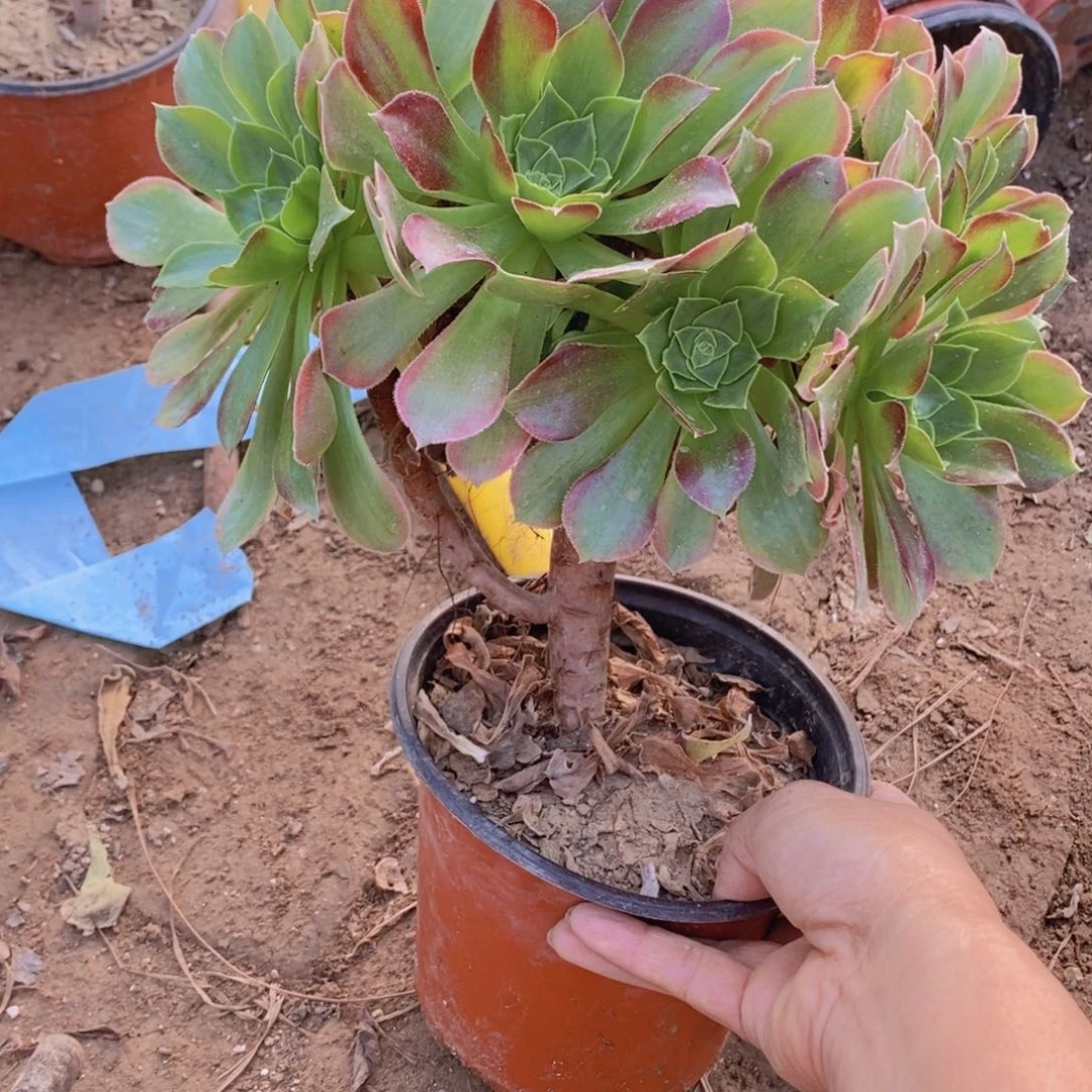 691 号一物一拍多肉植物