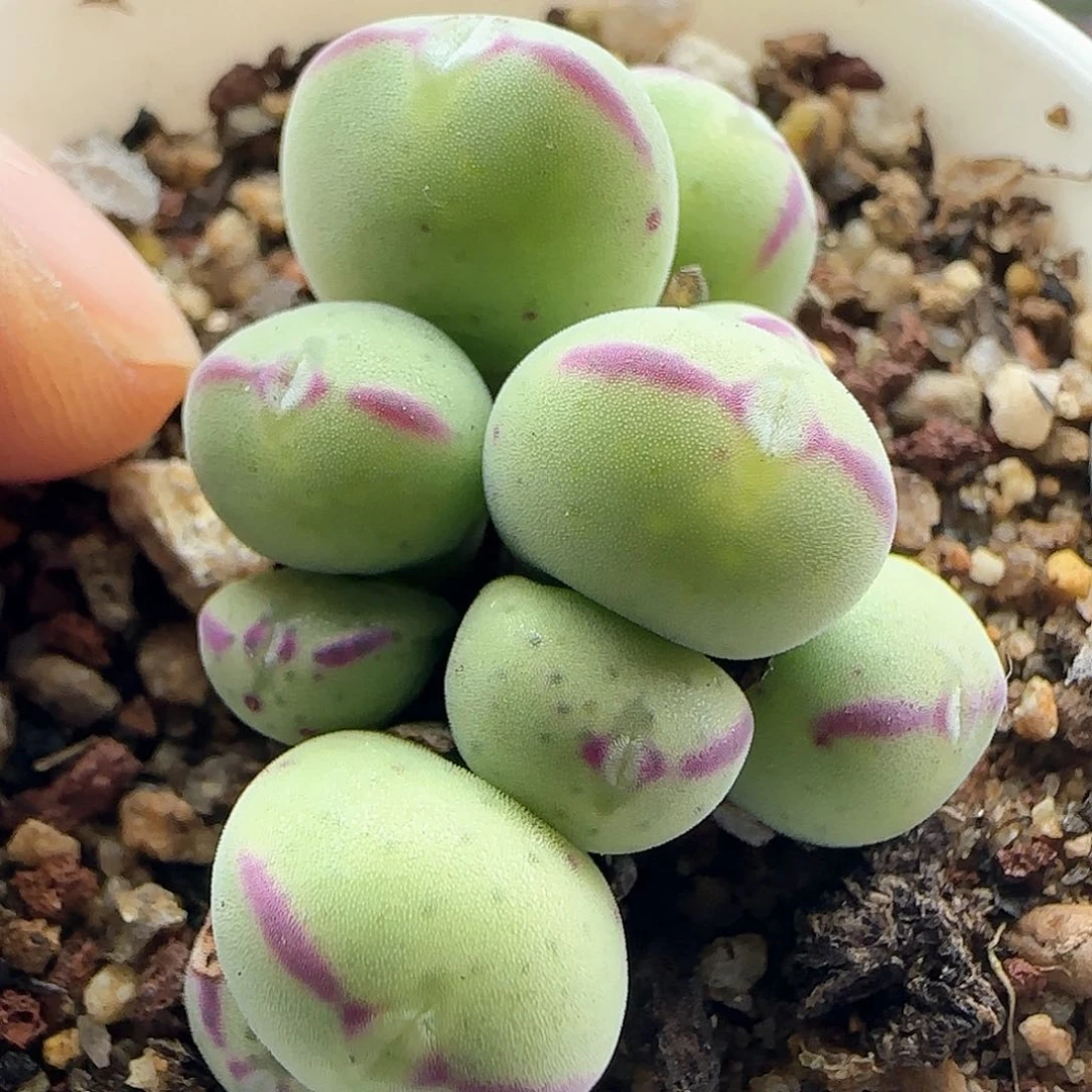 脱土发货哦24171