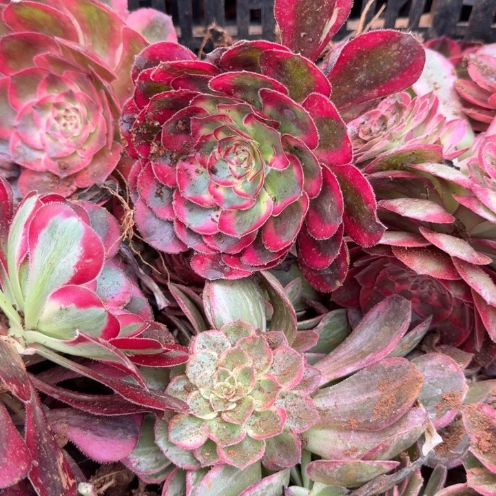 冰淇淋啊啊啊啊啊