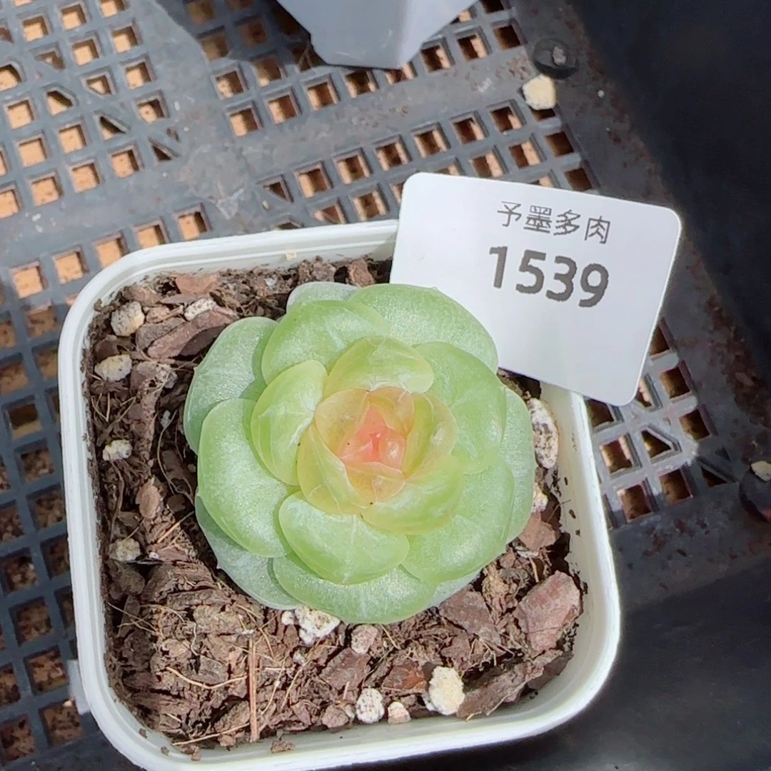 孤品珍妮，1539多肉